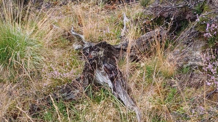 Craggy tree stump in moorland foliage